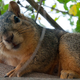 Eastern fox squirrels sometimes separate their nuts by species, because they’re OCD like that. Photo by Toadberry via Wikimedia Commons